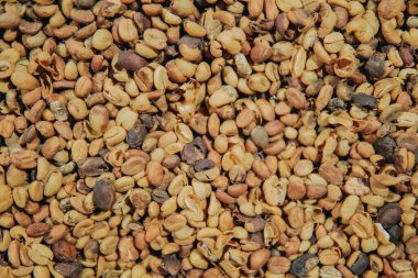 Bir yığın Endonezya Kopi Luwak veya Civet Coffee. Kurutulmuş çiğ kahve çekirdekleri, yıkanmadan, öğütülmeden ve kızarmadan önce misk kuşu tarafından sindirilir ve dışkılanır..