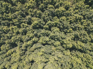 Dieng, Wonosobo, Endonezya 'daki yemyeşil çam ormanlarının havadan görünüşü, ağaçların ve doğa ormanlarının yukarıdan görünüşü.