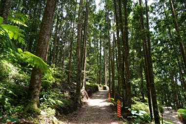 Etrafı ağaçlarla ve patikalarla çevrili bir kamp alanı..