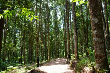 Etrafı ağaçlarla ve patikalarla çevrili bir kamp alanı..