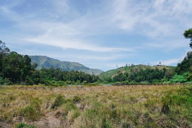 Güneşli havalarda arka planda kuru çim çayırı ve orman tepesi olan bir park manzarası..