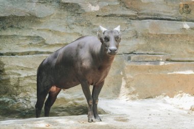 Lowland anoa ya da Bubalus depresisicornis, Endonezya 'nın Sulawesi şehrinde yaşayan ve hayvanat bahçesinde güneş ışığı altında yaşayan bir tür..