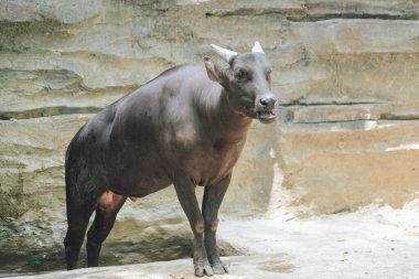 Lowland anoa ya da Bubalus depresisicornis, Endonezya 'nın Sulawesi şehrinde yaşayan ve hayvanat bahçesinde güneş ışığı altında yaşayan bir tür..