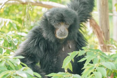 Siamang ya da Symphalangus syndactylus, bir hayvanat bahçesindeki ağaçların yeşil dalları arasında nesli tükenmekte olan siyah tüylü bir ağaç..