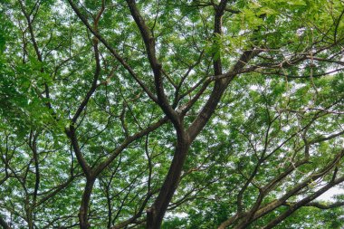 Ağacın alçak açısı çalılıkları ve gövdeyi geride bırakır..