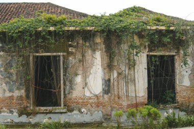 Endonezya 'da duvarında sarmaşıklar olan terk edilmiş eski bir ev..