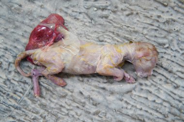 Küçük yavru kedi yerde doğduktan sonra ölü olarak yatıyor..