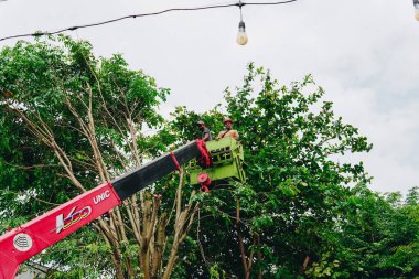 Lumberjack, tree cutting on a high mobile platform using a chainsaw to prune back overgrown trees.