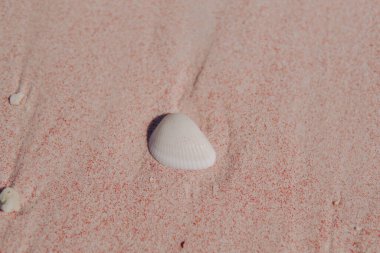 Deniz kabukları veya Lunella deniz salyangozları pembe kumlu okyanus sahili arka planında deniz kabuğu, Labuan Bajo.