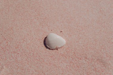 Deniz kabukları veya Lunella deniz salyangozları pembe kumlu okyanus sahili arka planında deniz kabuğu, Labuan Bajo.