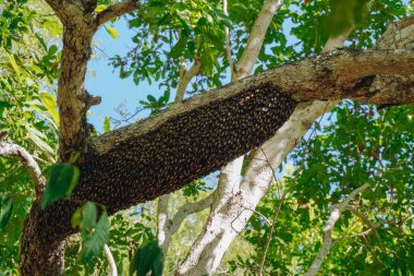 Bal arıları bahçesinde ya da bahçesinde büyük dalları olan bir ağaca üşüşürler..