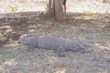 Komodo ejderhası veya Varanus komodoensis Endonezya 'daki Komodo Adası' nda ağaç gölgesinin altında yatıyor..