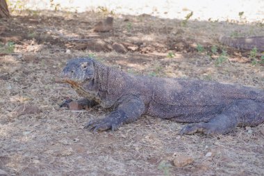 Komodo ejderhası veya Varanus komodoensis Endonezya 'daki Komodo Adası' nda ağaç gölgesinin altında yatıyor..