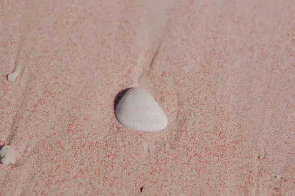 Deniz kabukları veya Lunella deniz salyangozları pembe kumlu okyanus sahili arka planında deniz kabuğu, Labuan Bajo.