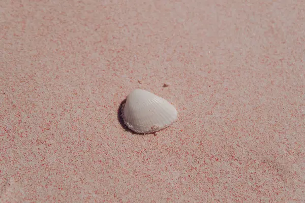 Deniz kabukları veya Lunella deniz salyangozları pembe kumlu okyanus sahili arka planında deniz kabuğu, Labuan Bajo.