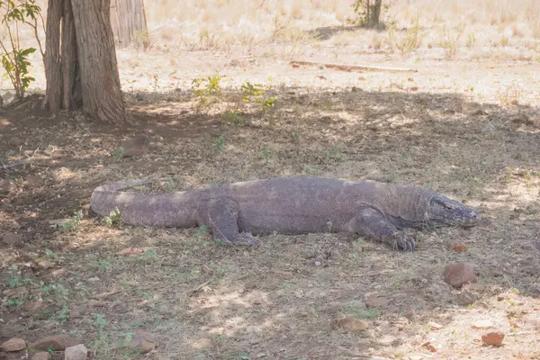 Komodo ejderhası veya Varanus komodoensis Endonezya 'daki Komodo Adası' nda ağaç gölgesinin altında yatıyor..