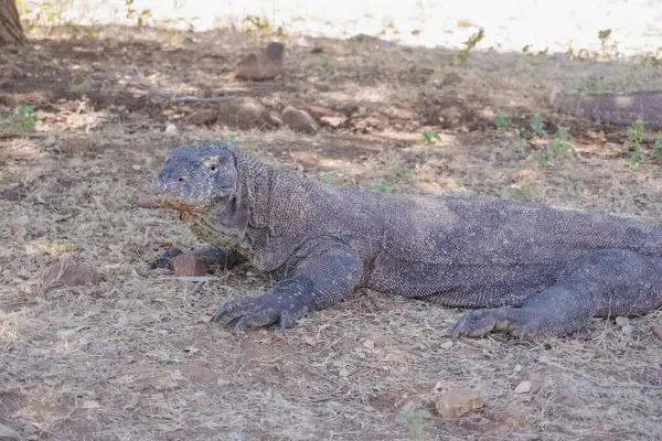 Komodo ejderhası veya Varanus komodoensis Endonezya 'daki Komodo Adası' nda ağaç gölgesinin altında yatıyor..