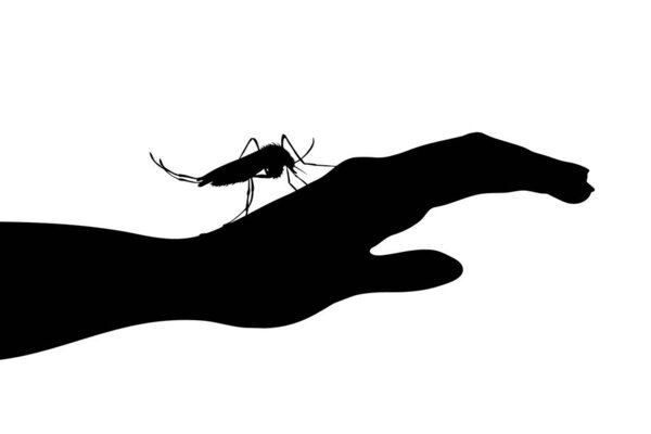 Векторный силуэт комаров, сидящих на человеческой руке на белом фоне. Символ насекомого, который раздражает людей. Опасность малярии и заболевания денге.