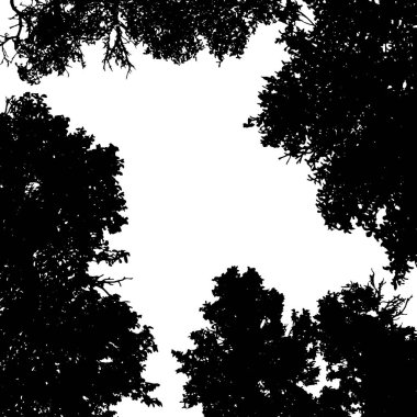 Beyaz arka planda ağaçların vektör silueti. Ormanın sembolü.