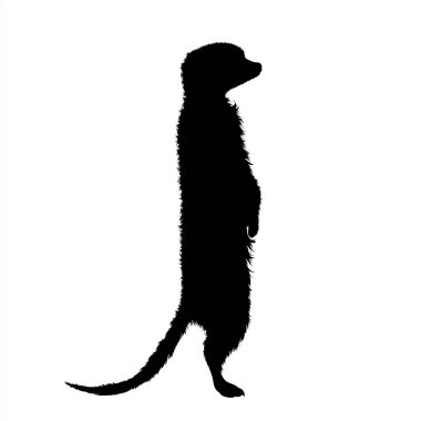 Beyaz arka planda mirketin vektör silueti. Hayvanın sembolü.