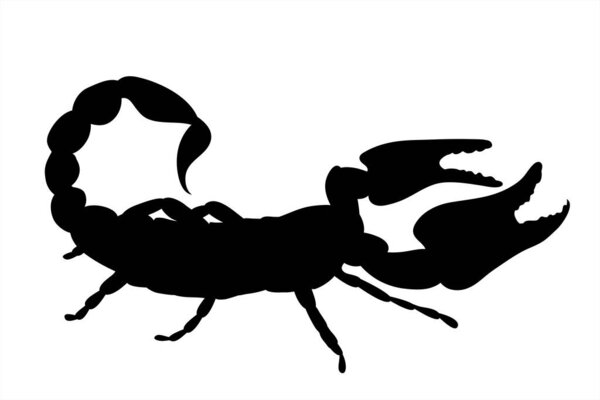 Векторный силуэт скорпиона на белом фоне. Символ животного.