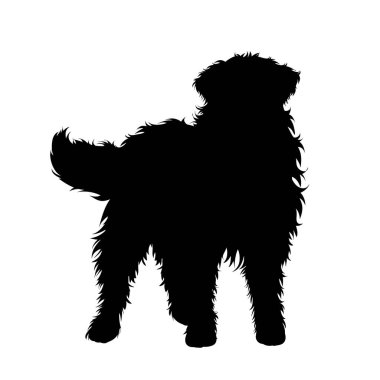 Bernese Dağ Köpeği 'nin silueti beyaz arka planda. Köpek ve evcil hayvanın sembolü.