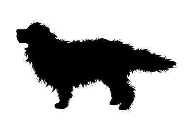 Bernese Dağ Köpeği 'nin silueti beyaz arka planda. Köpek ve evcil hayvanın sembolü.