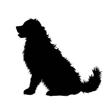 Bernese Dağ Köpeği 'nin silueti beyaz arka planda. Köpek ve evcil hayvanın sembolü.