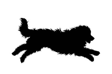 Bernese Dağ Köpeği 'nin silueti beyaz arka planda. Köpek ve evcil hayvanın sembolü.