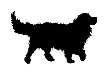 Bernese Dağ Köpeği 'nin silueti beyaz arka planda. Köpek ve evcil hayvanın sembolü.