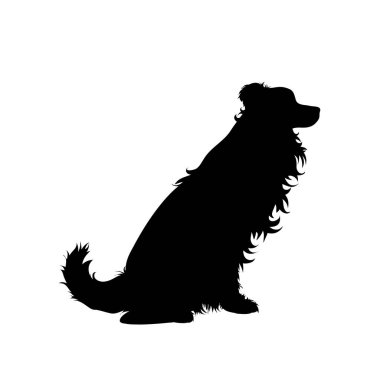 Beyaz arka planda vektör silueti od Border Collie. Köpek ve evcil hayvanın sembolü.