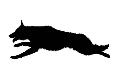 Beyaz arka planda Germam Shepherd 'ın vektör silueti. Köpek ve evcil hayvanın sembolü.