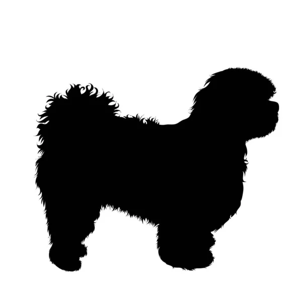 Vektor Silhuett Shih Tzu Hund Hvit Bakgrunn Symbol Kjæledyr Rase – stockvektor