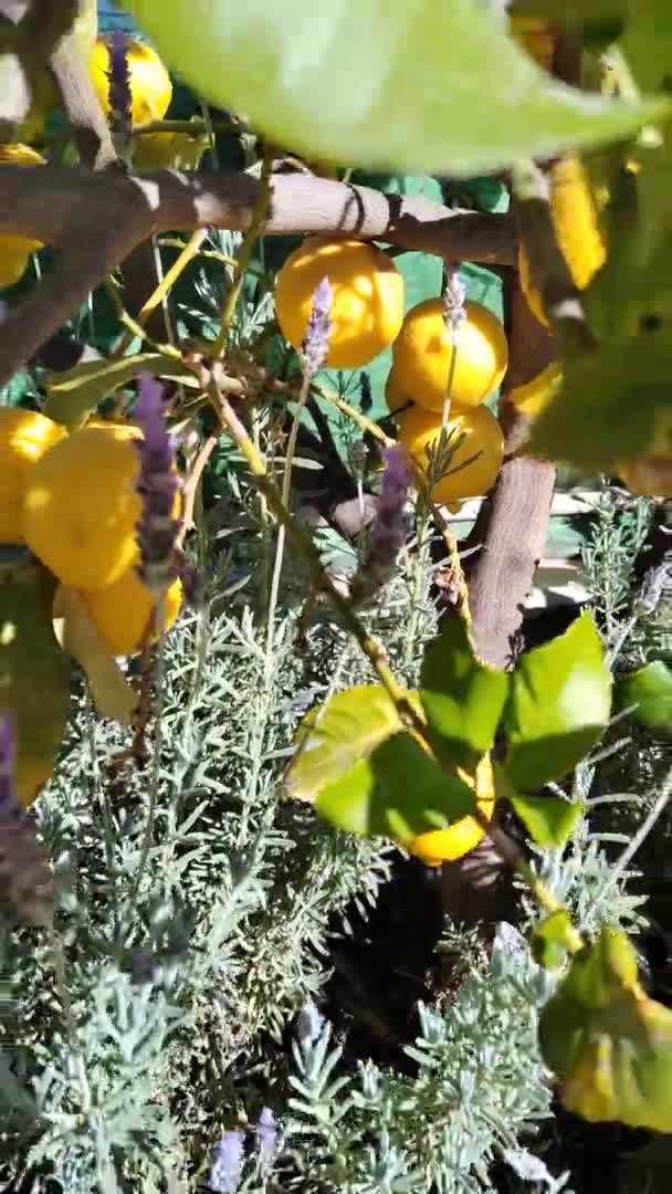 Bahçedeki Limon Dallarında Taze Sarı Olgun Limonlar — Stok video