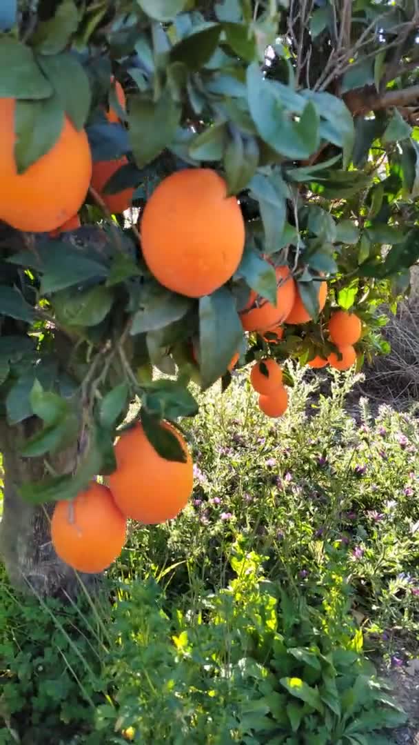Oranges Sur Une Branche Aux Feuilles Vertes Sur Arbre — Video
