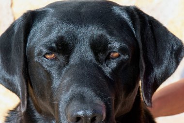 Siyah Labrador retriever köpek gözlerini detay.