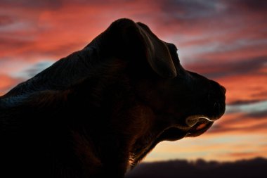 Profil yüz siyah Labrador geri almak.