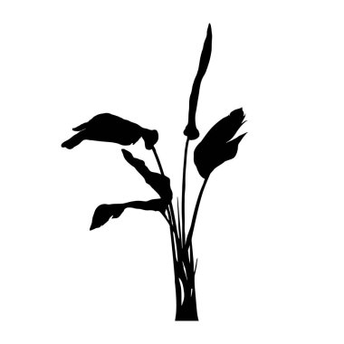 Beyaz arka planda muz bitkisinin silueti. Doğanın ve bitki örtüsünün sembolü..