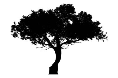 Beyaz arka planda ağaç silueti. Doğanın ve bitkinin sembolü.