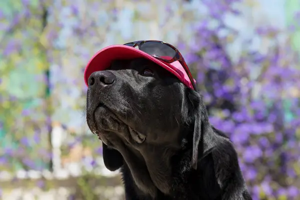 Dog labrador with sunglasses and hat, funny dog.