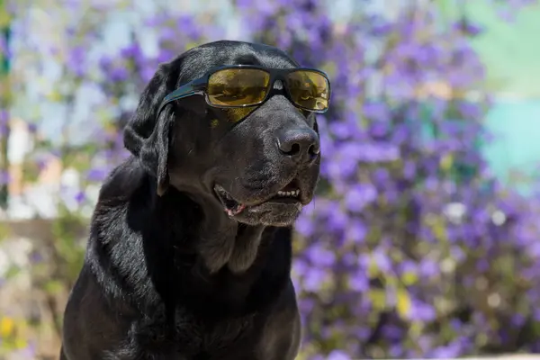 Dog labrador with sunglasses, funny dog.