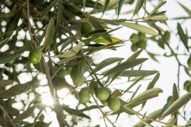 Hasattan önce zeytin dolu zeytin ağacı.