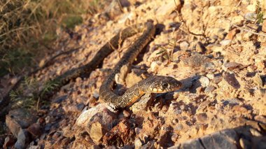 Yumuşak odaklı yılan hemoroit hipofili doğada taşların üzerinde İspanya.