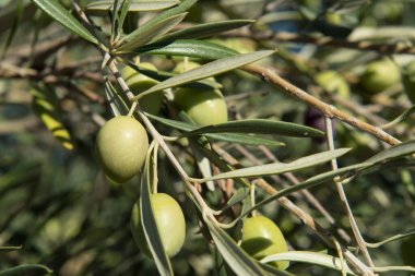 Yumuşak odaklı makro detay. Olgun zeytinlerle dolu zeytin ağacı.