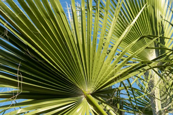 Palm leaves with the sun\'s rays and blue sky on holiday.