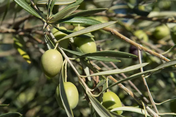 Yumuşak odaklı makro detay. Olgun zeytinlerle dolu zeytin ağacı.