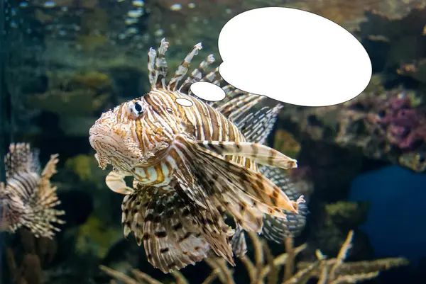 Funny picture with bubble idea lionfish. Pterois volitans.