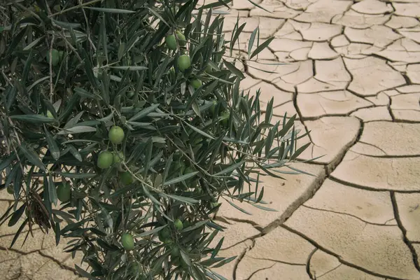 全球暖化干燥 干泥裂缝地上的橄榄树 — 图库照片#