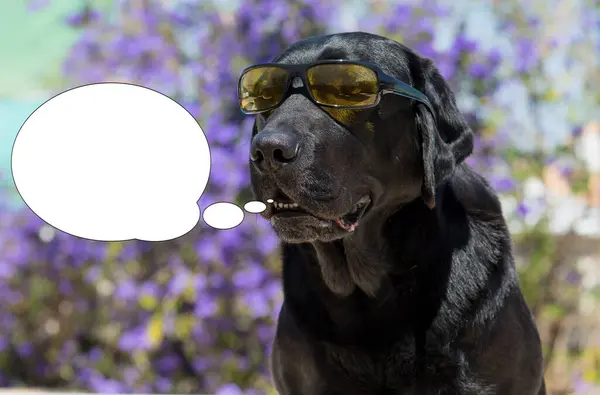 Funny picture with bubble idea dog labrador with sunglasses.