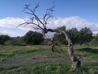Toprakta kurumuş ölü ağaç.